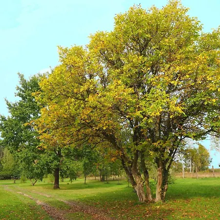 Bogdany